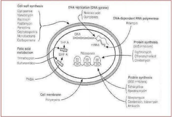 Gambar 2.2 Mekanisme kerja antibiotik pada bakteri .dikutip dari (Sudigdoadi, 2015) 