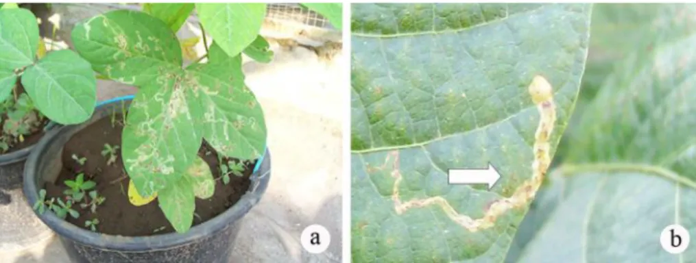 Gambar 1. Karakteristik  gejala  serangan  awal  (a)  dan  liang  korokan  larva  lalat pengorok daun (Liriomyza sp.) (b) pada daun tanaman kedelai.