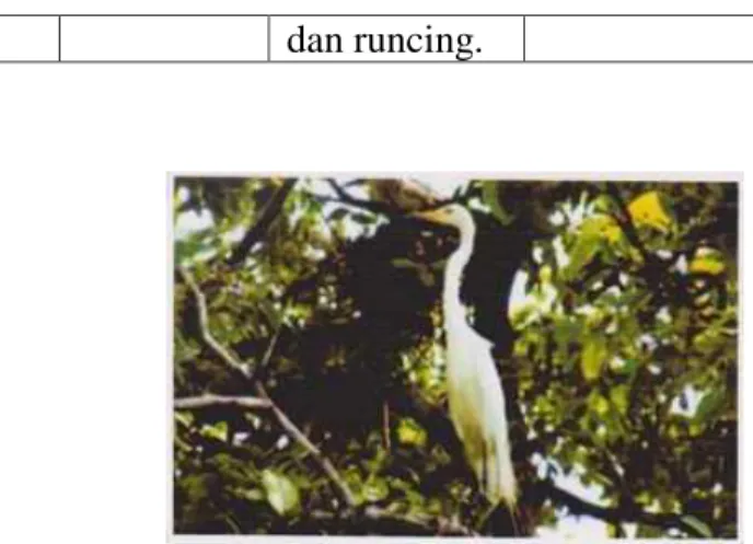 Gambar 2.2 Burung  Kuntul Kecil (Egretta garzetta) anggota  Famili Ardeidae. 38