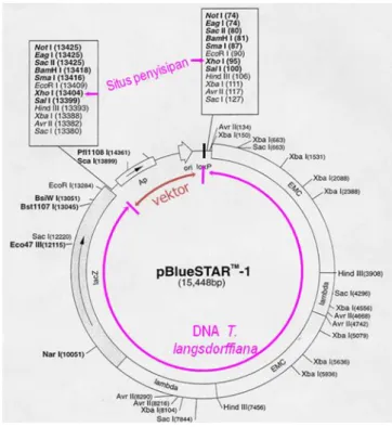 Gambar 9  DNA  T.  langsdorffiana  menggantikan  daerah   lacZ,   lambda,  EMC,                     lambda, EMC dari vektor fage  