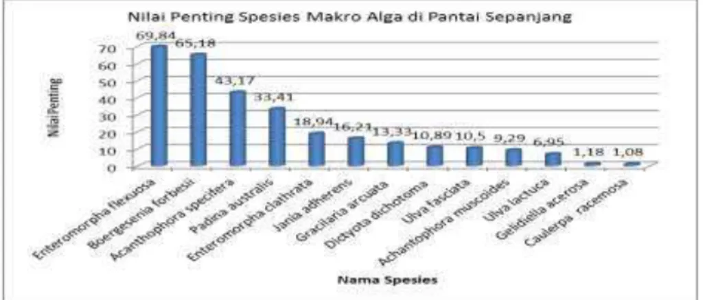 Gambar 4. Nilai Penting Spesies Makro Alga di Pantai Sepanjang Gunung Kidul 