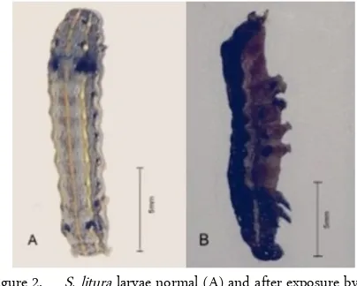 Figure 2.S. litura larvae normal (A) and after exposure by A.calamus essential oil (B)