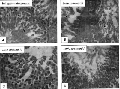 Figure 1. Histology of the seminiferous tubulus of male rat (Rattus novergicus) with Hematoxylin-eosin staining under 400x magnification.