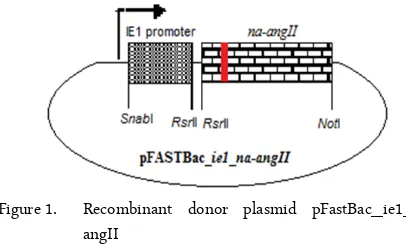 Figure 1.Recombinant  donor  plasmid  pFastBac_ie1_na-angII