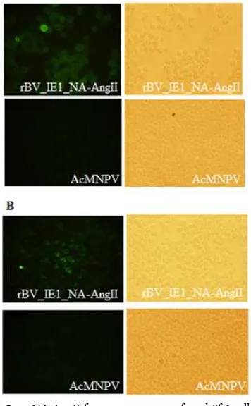 Figure 4.  Reverse transcriptase PCR using NA specific primer(Lane 1-4) and NA, AngII specific primer (Lane 5-7) for detection of NA-AngII expression in infectedcell with rBV_IE1_NA-AngII