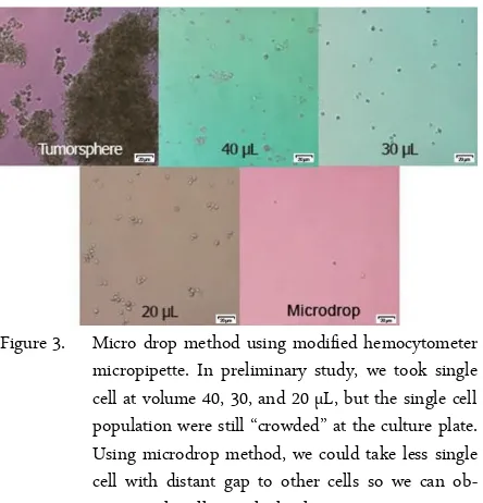 Figure 4. Single Cell Assay from day-1 until day-7. Single cellgrew with binary manner and forming three dimen-