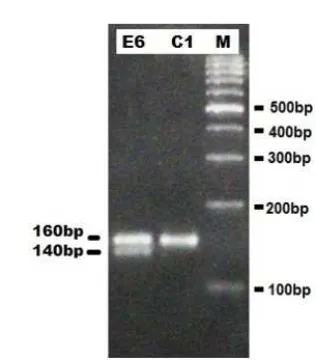 Figure 2. Variations in DNA amplification results of pulasangenome in several districts in Bogor using LMLY12primer and an annealing temperature of 46ºC onagarose gel of 2.5%
