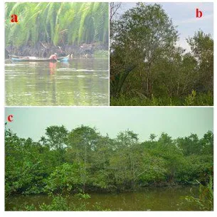 Gambar 3.2 (a). Stasiun I, hutan mangrove dengan vegetasi Nypa fruticans, (b). 