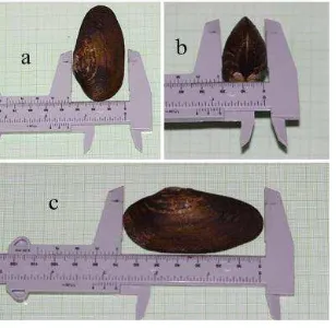 Gambar 3.5 Pengukuran morfometrik Kijing (G.virens). (a). pengukuran lebar, (b). pengukuran tebal, (c)