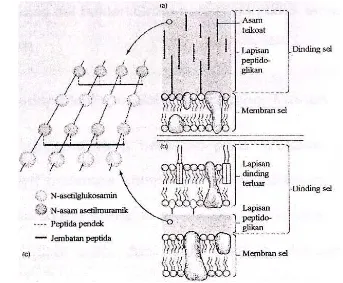 Gambar 7.  Struktur dinding dan membran sel bakteri (a) Gram positif, (b) Gram  