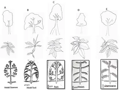 Figure 3.Basic tree architecture, morphology and leaf characteristics of tree species: (A) S