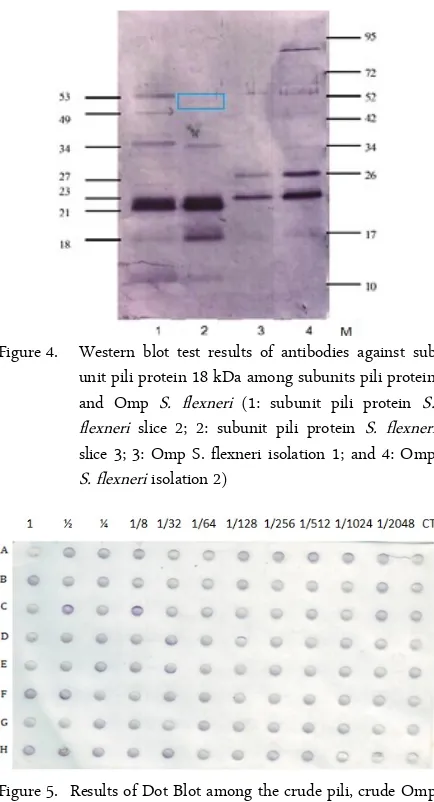Figure 5. Results of Dot Blot among the crude pili, crude Ompand sub unit pili protein of S