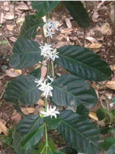Gambar 2. 2 Tanaman Kopi Yang Berbunga