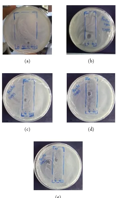 Figure 2. TLC of endophytic actinomycetes (fraction 41 – 42) before purification with chloroform (µL): methanol (µL) = 2000 : 250 (a); 2000 : 400 (b); 2000 : 500 (c); 2000 : 600 (d); 2000 : 750 (e) 