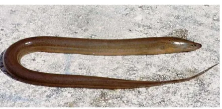 Figure 1. Rice field eel (Monopterus albus Zuieuw) 