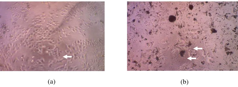 Gambar 1. Sel HeLa (a) Tanpa perlakuan (b) Perlakuan dengan nanopartikel 