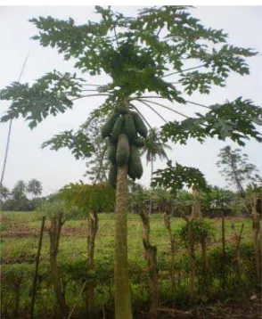 Gambar 2.1. Tanaman pepaya (Carica papaya L.) 