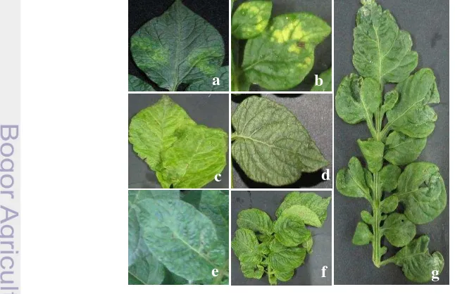 Gambar 2  Variasi gejala infeksi virus pada tanaman kentang di Jawa Barat. (a)  