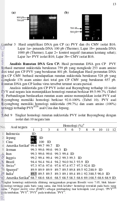 Gambar 3  Hasil amplifikasi DNA gen CP (a) PVY dan (b) CMV isolat B16. 