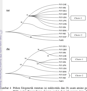 Gambar 4  Pohon filogenetik runutan (a) nukleotida dan (b) asam amino gen CP 