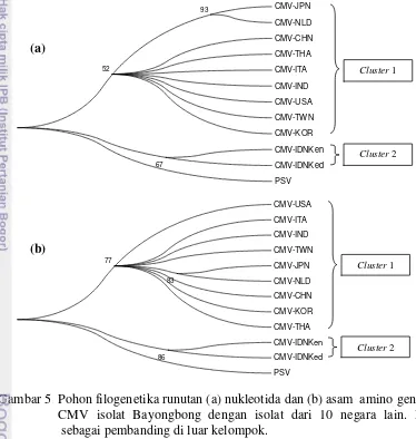 Gambar 5  Pohon filogenetika runutan (a) nukleotida dan (b) asam  amino gen CP 