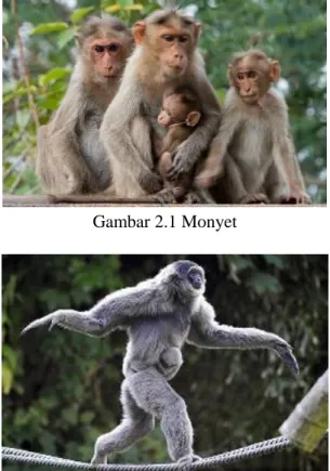 Gambar 2.2 Owa Jawa 