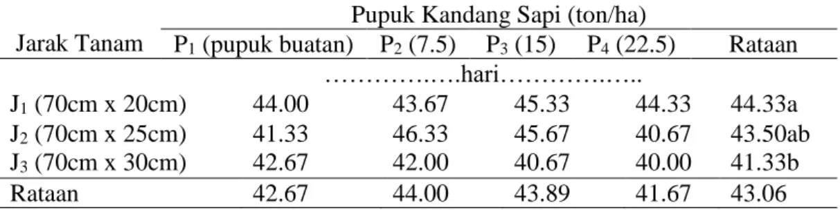 Tabel 6. Umur Berbunga Jagung Manis Pada Perlakuan Jarak Tanam dan Pupuk   Kandang Sapi