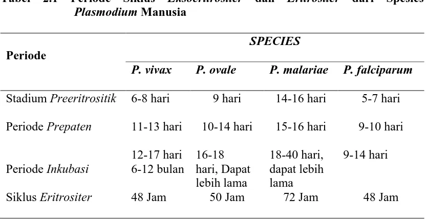 Tabel 2.1 Periode Siklus Eksoeritrositer dan Eritrositer dari Spesies  Plasmodium Manusia 
