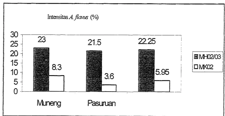 Gambar 4. Rata-rata intensitas A,fIavus dari dua lokasi pertanaman kacang tanah pada musim hujan dm kernarau (data dianalisis dari Kasno et