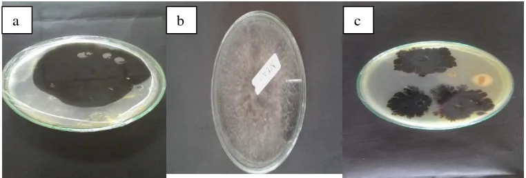 Gambar 1. Jamur Endofit dari daun jahe merah (Zingiber officinale) setelah inkubasi selama 2 minggu, (a) Replikasi Pertama, (b) Replikasi kedua, (c) Replikasi ketiga 