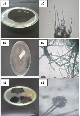 Gambar 2. Isolat Jamur Endofit daun jahe merah (Zingiber officinale)isolat jamur endofit, yaitu (a1) Isolat Jamur Endofit Hijau Kehitaman 1, (a2) hasil pengamatan Mikroskopik Isolat Jamur Endofit Hijau Kehitaman 1, (b1) Isolat Jamur Endofit Hitam, (b2) has