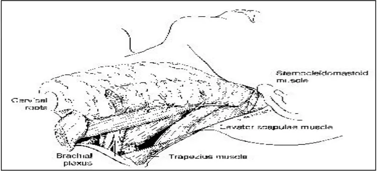 Gambar 13. Pemotongan otot omohioid di dekat klavikula (Shaha AR. Radical neck dissection