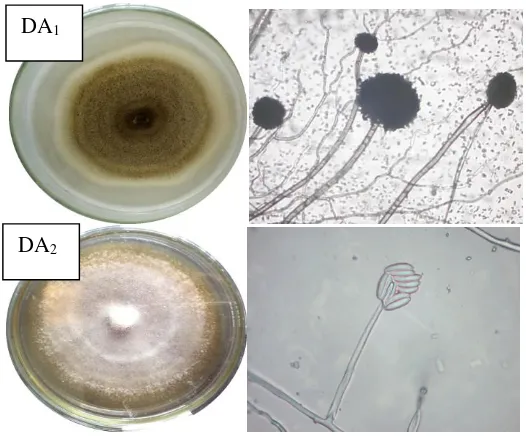 Gambar 1. Makroskopik dan mikroskopik Isolat Jamur Endofit rimpang temu kunci (Boesenbergia pandurata)