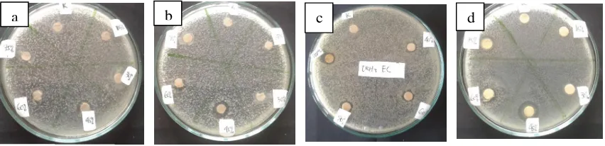 Gambar 2. Uji aktivitas antibakteri ekstrak rimpang kunyit hitam terhadap bakteri (a) Staphylococcus aureus, (b) Staphylococcus epidermidis, (c) Escherichia coli, (d) Pseudomonas aeruginosa