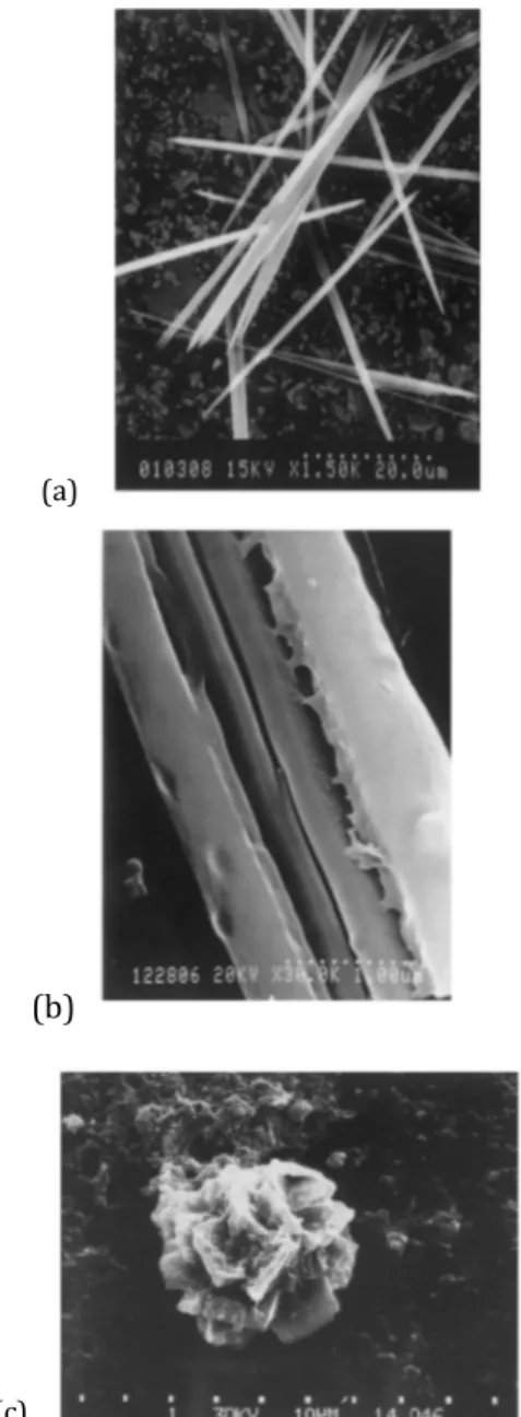 Gambar 5. Bentuk Raphide pada talas: (a) Kalsium  oksalatbentuk Raphide (Paulletal., 1999); (b) Depositpada  permukaan Raphide (Paulletal., 1999); (c) Kalsiumoksalat 