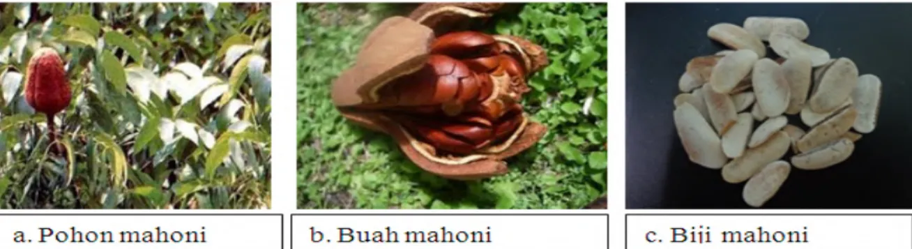 Gambar 1. Pohon, buah, dan biji Mahoni  