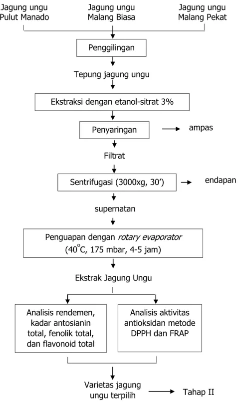 Gambar 1. Diagram alir penelitian tahap pertama: pengaruh varietas jagung ungu terhadap sifat 