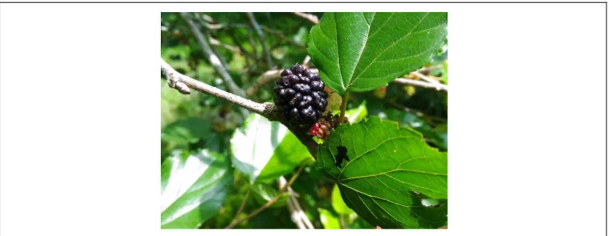 Gambar 3. Buah Black Mulberry 