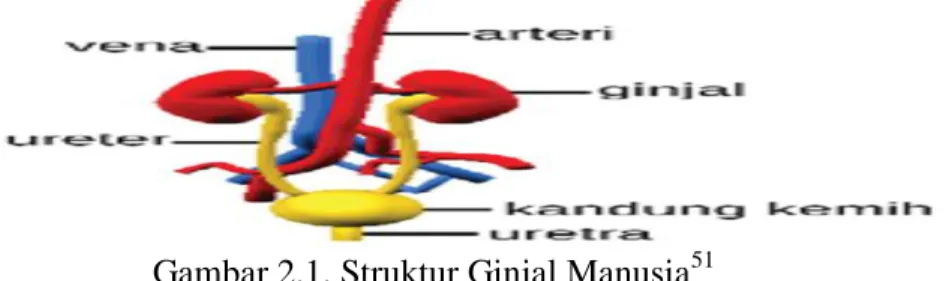 Gambar 2.1. Struktur Ginjal Manusia 51