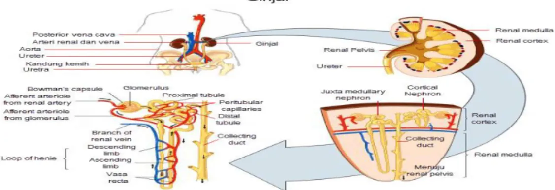 Gambar 2.3. Struktur Nefron pada Ginjal Manusia 58