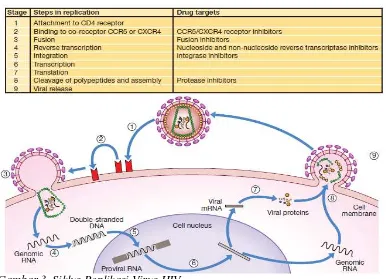 Gambar 3. Siklus Replikasi Virus HIV 