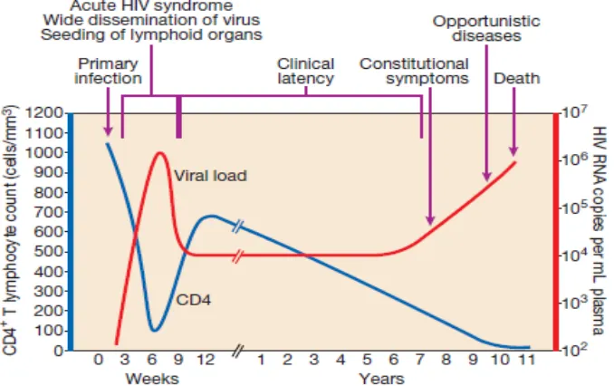 Gambar 6. Perjalanan Penyakit Virus HIV 