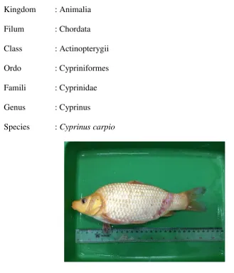 Gambar 2. Ikan Mas (Cyprinus carpio) 