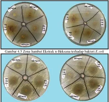 Gambar 4.5 Zona hambat Ekstrak n-Heksana terhadap bakteri E.coli 