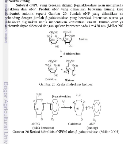 Gambar 26  Reaksi hidrolisis oNPGal oleh β-galaktosidase (Miller 2005) 
