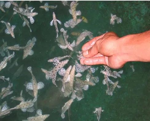 Gambar 1. Budidaya laut ikan kerapu di keramba apung,usaha dengan prospek yang yang menj anjanjikan (sumber :Dokumentasi Dit.PKKT-Bappenas)