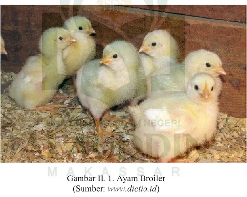 Gambar II. 1. Ayam Broiler  (Sumber: www.dictio.id) 