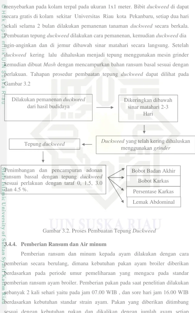 Gambar 3.2. Proses Pembuatan Tepung Duckweed 3.4.4. Pemberian Ransum dan Air minum