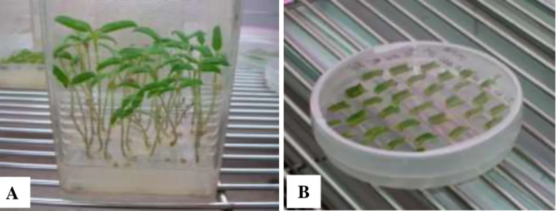 Gambar  1.  A.  Kecambah  tomat  in  vitro  yang  berumur  14  hari  pada  media  ½  MS  dan  B