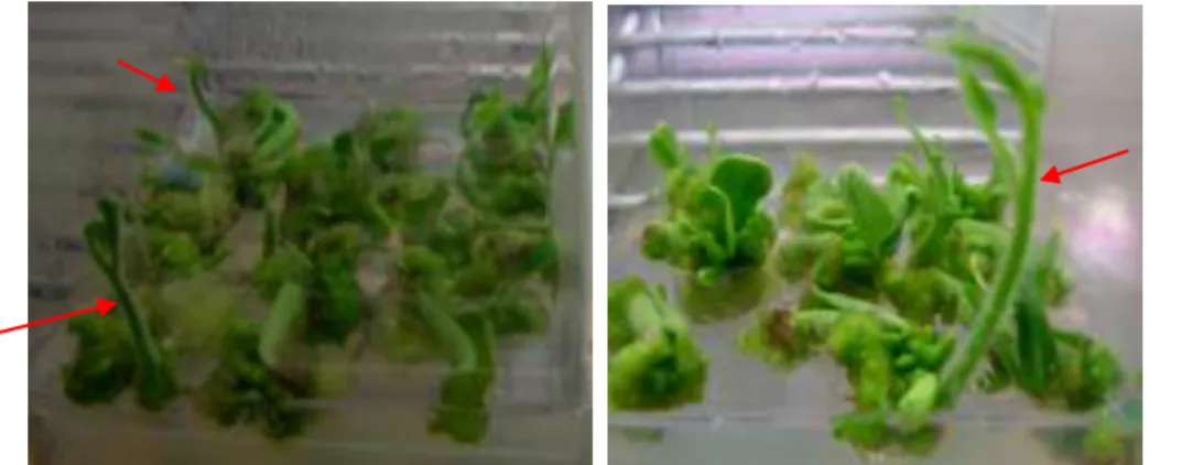 Gambar 3. Tunas-tunas yang dihasilkan (ditandai dengan anak panah) dari eksplan pada media        regenerasi tunas (Shoots produced by explants on regeneration medium) 